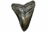 Fossil Megalodon Tooth - South Carolina #310018-1